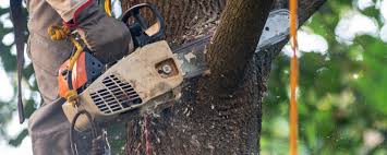 Best Lawn Pest Prevention  in Locust Grove, GA
