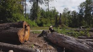 Best Root Management and Removal  in Locust Grove, GA