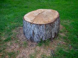 Best Firewood Processing and Delivery  in Locust Grove, GA