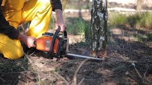 Seasonal Cleanup (Spring/Fall) in Locust Grove, GA