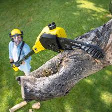 Best Lawn Disease Treatment  in Locust Grove, GA