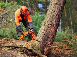 How Our Tree Care Process Works  in  Locust Grove, GA