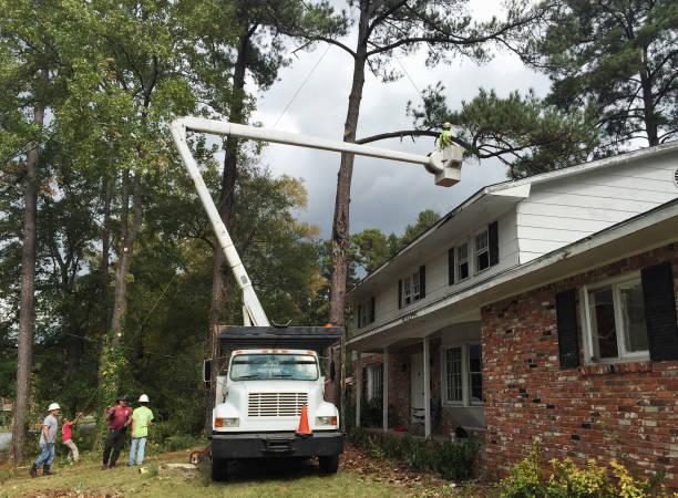 Best Tree Removal  in Locust Grove, GA