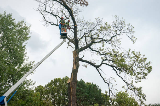 Best Seasonal Cleanup (Spring/Fall)  in Locust Grove, GA
