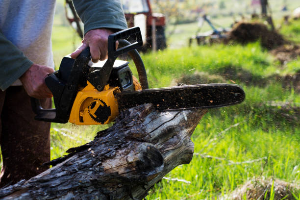 Best Tree and Shrub Care  in Locust Grove, GA