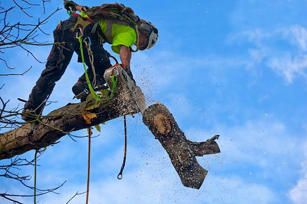 Best Lawn Maintenance Plans  in Locust Grove, GA