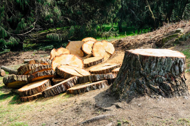 Best Tree Health Inspection  in Locust Grove, GA